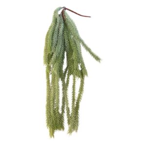 Galho Grass